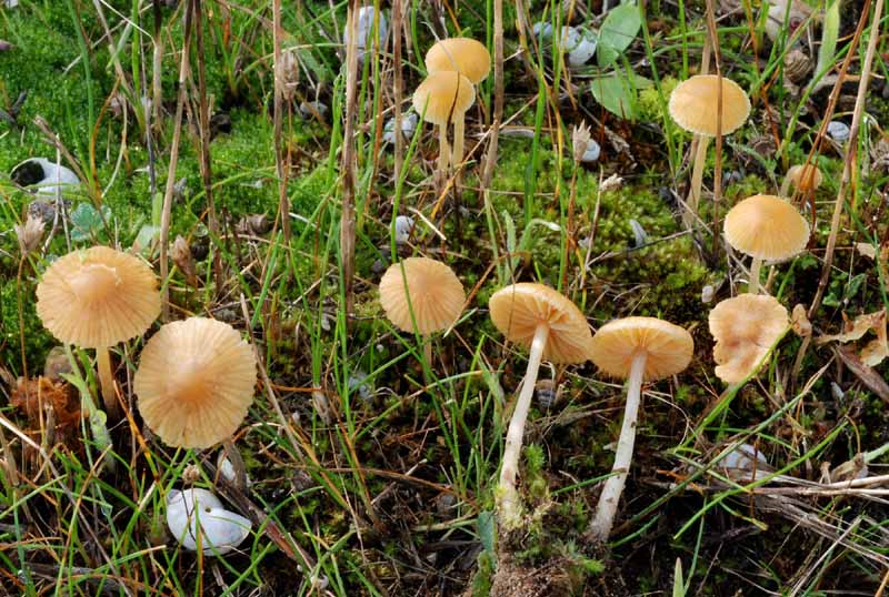 Funghi del litorale Romagnolo